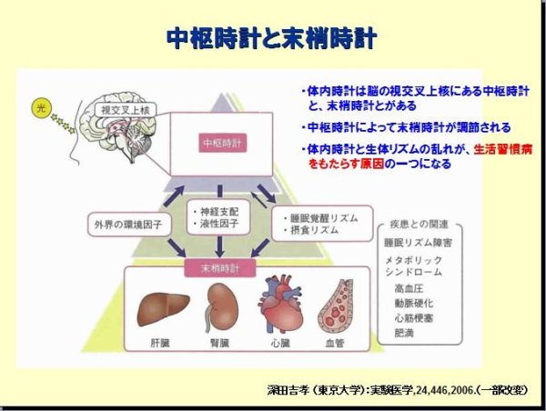 ねむり知識 Home ねむり知識 体内時計 体内時計 Tweet わたちたち人間は本来 太陽が昇るタイミングに合わせて目覚め 夜暗くなるとともに体がねむりの準備を始めます これは体の中に体内時計があるからです 体内時計は機械の時計に頼らなくて