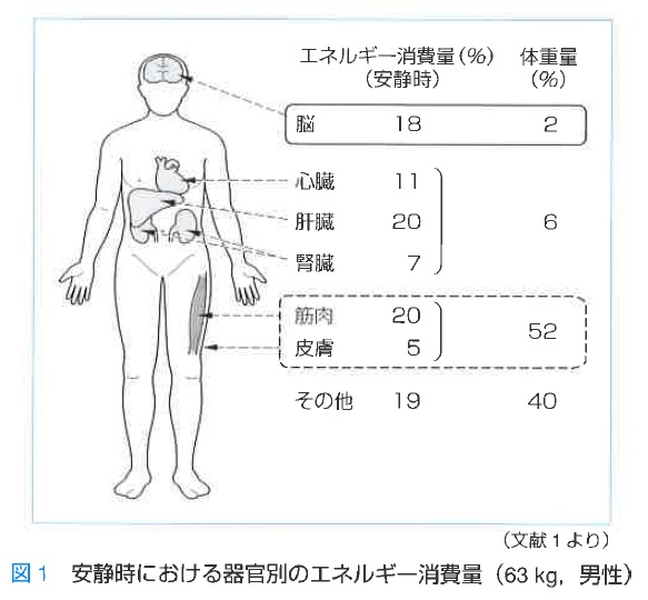 オレキシンによる体重制御の仕組みを解明 運動と摂食とエネルギー消費のバランス ニュース 広報 Iiis 筑波大学国際統合睡眠 医科学研究機構